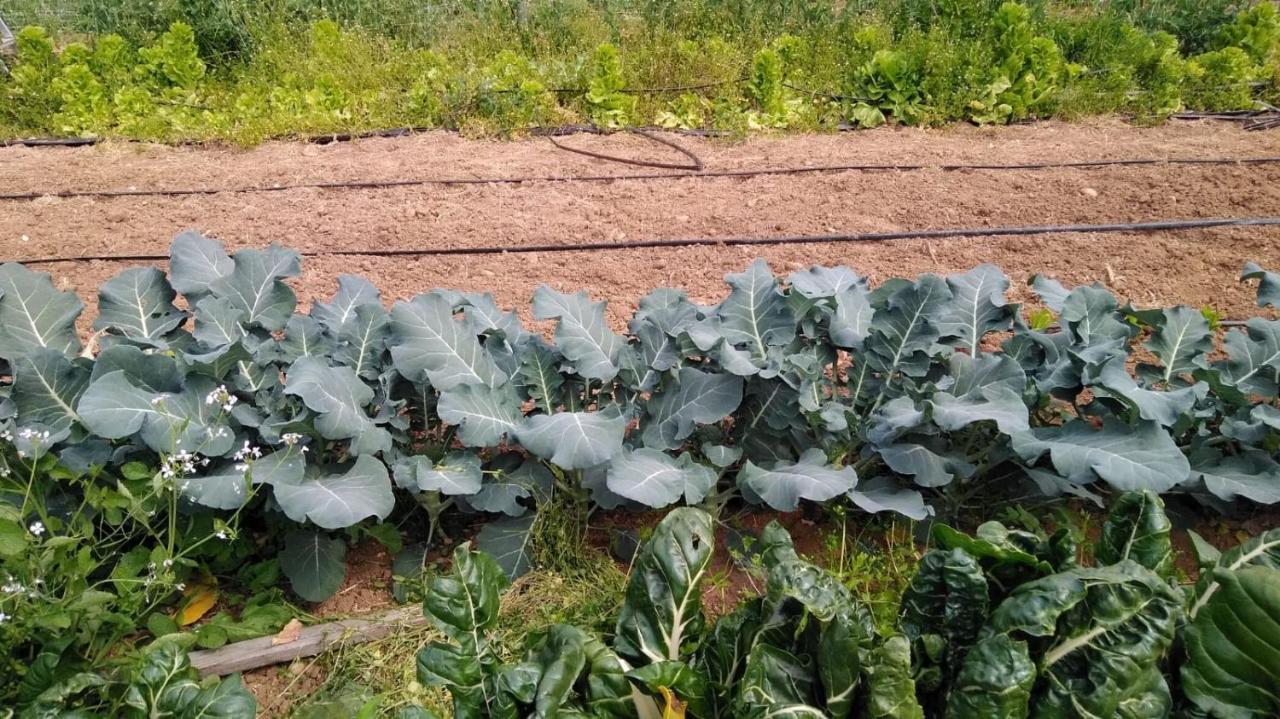 Agriturismo Pingitore Luzzi Eksteriør billede